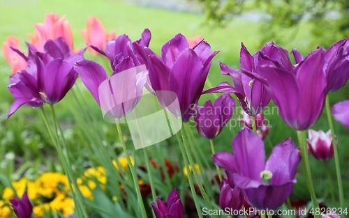 Image of Tulips.