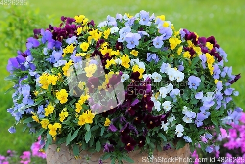 Image of Pansy flowers.