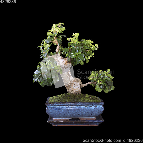 Image of beautiful carmona bonsai over dark background