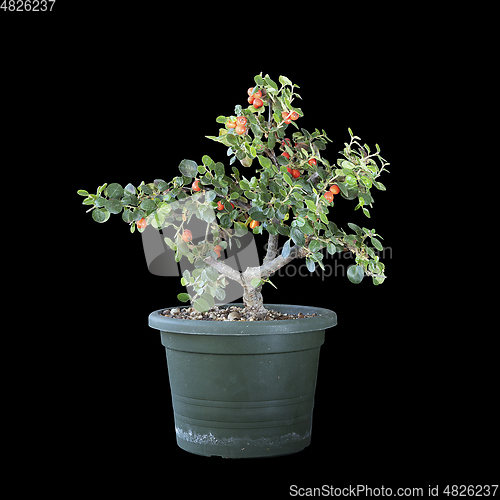 Image of cotoneaster prebonsai over dark background