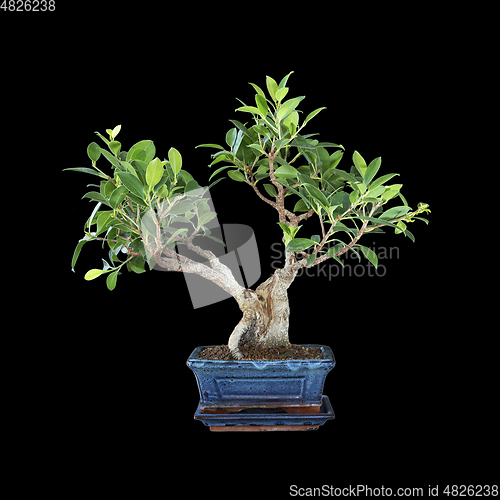 Image of Ficus microcarpa bonsai