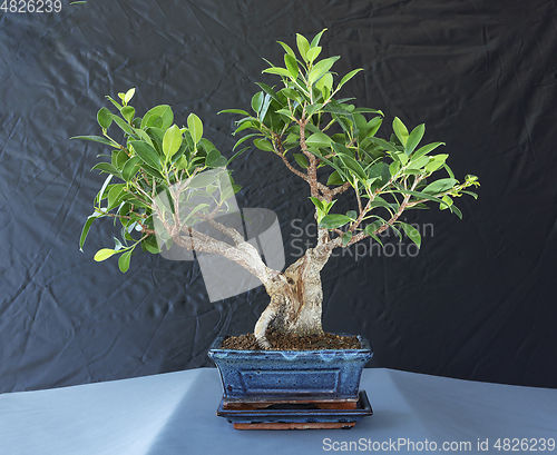Image of Ficus tigerbark bonsai