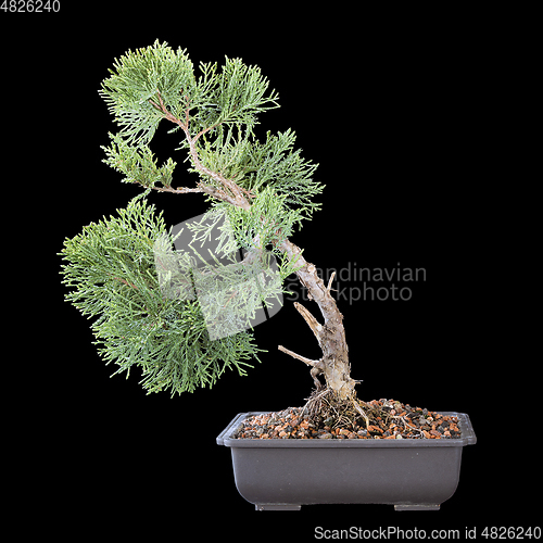 Image of Juniperus chinensis beautiful young bonsai