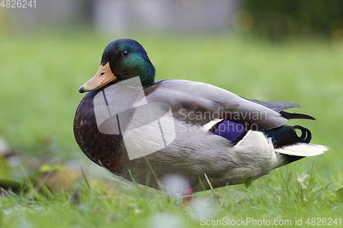 Image of lazy wild mallard duck on lawn