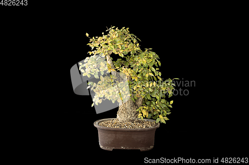 Image of old beautiful elm bonsai