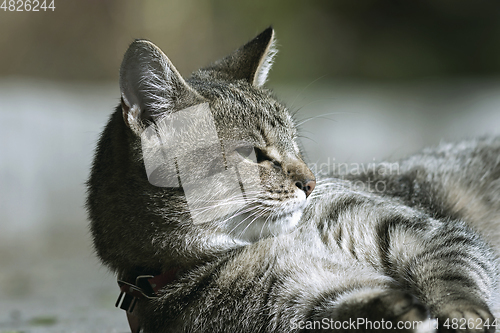 Image of stripped domestic cat closeup