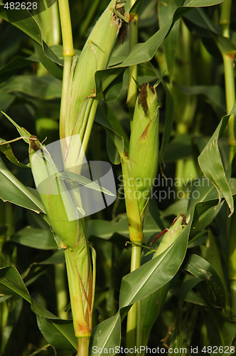 Image of Corn