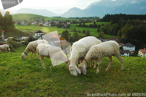 Image of Sheep