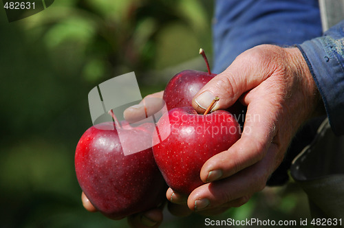 Image of Apples