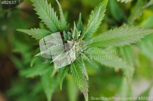Image of Marihuana