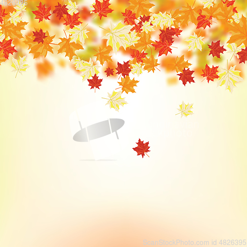 Image of Autumn maple leaves 
