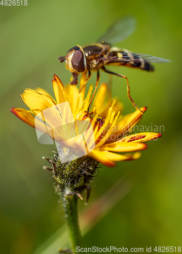 Image of Hoverflies, flower flies or syrphid flies, insect family Syrphid