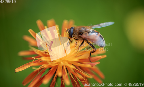 Image of Bee pollinating and collects nectar from the flower of the plant