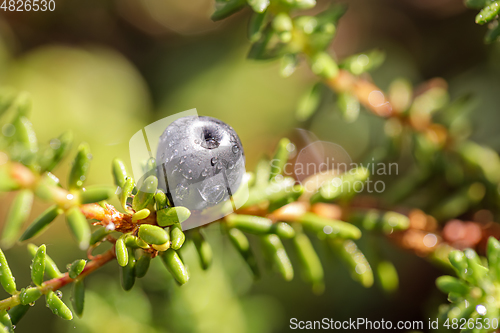 Image of Blueberry antioxidants on a background of Norwegian nature.