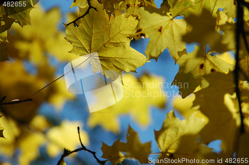 Image of Autumnal leaves