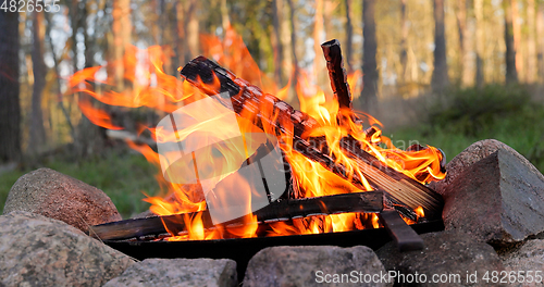 Image of Burning Campfire in the forest