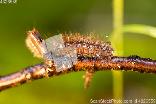 Image of Caterpillar Phragmatobia fuliginosa also ruby tiger. A caterpill