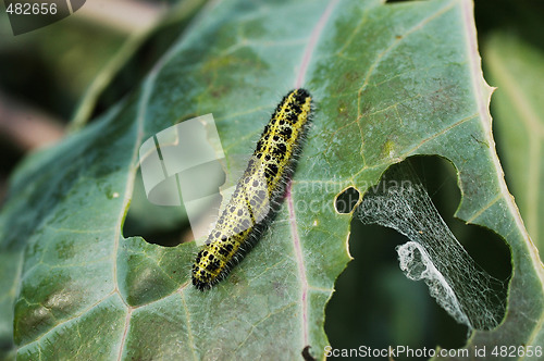 Image of Caterpillar on cabbage