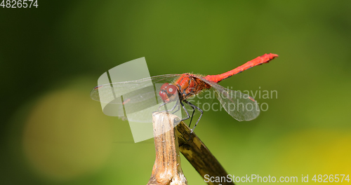 Image of Scarlet Dragonfly (Crocothemis erythraea) is a species of dragon