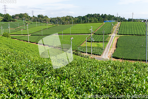 Image of Green Tea farm