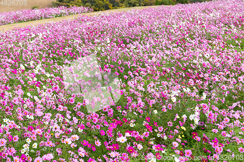 Image of Cosmos flower field