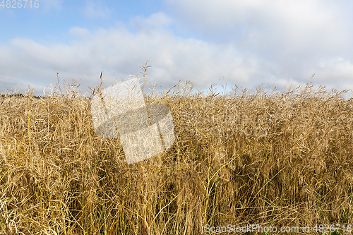 Image of maturing field with rape