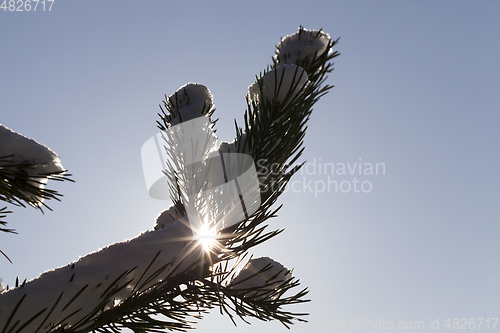 Image of Pine trees in snow