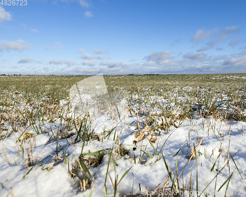 Image of Green wheat in winter