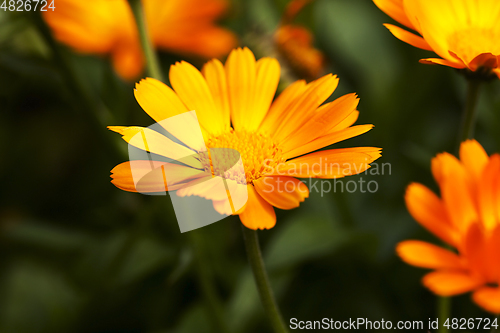 Image of Marigold flowers