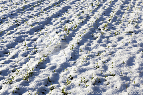 Image of Young sprouts of wheat