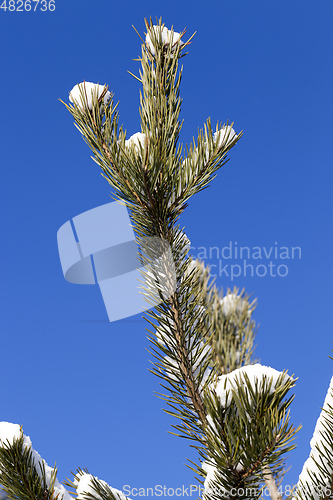 Image of Pine forest under the snow