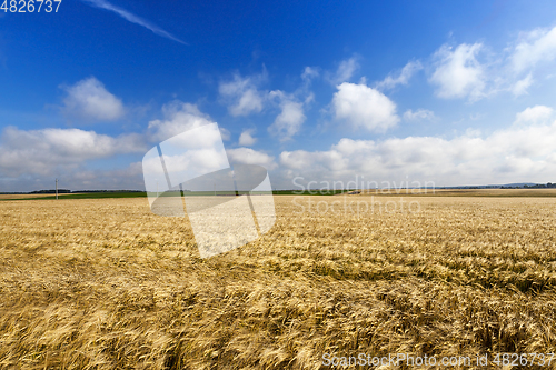 Image of field with mature rye