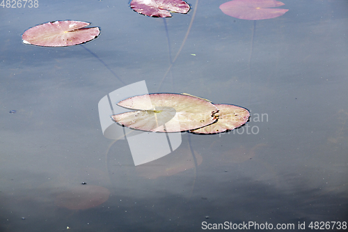 Image of Water in the lake