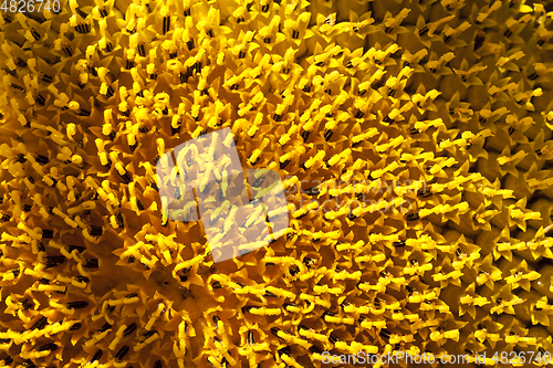 Image of An agricultural field with a crop