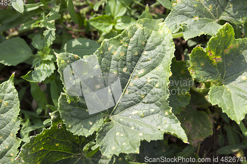 Image of green leaves cucumber