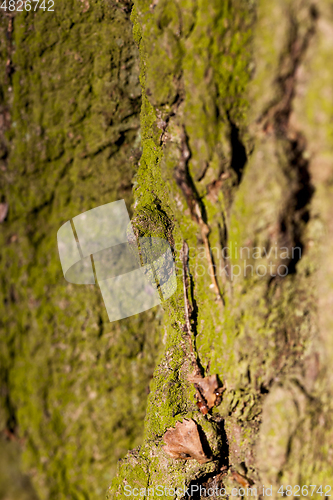 Image of Tree bark, close-up