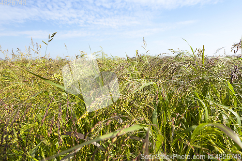 Image of agricultural field with green