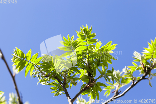 Image of green leaves of mountain ash
