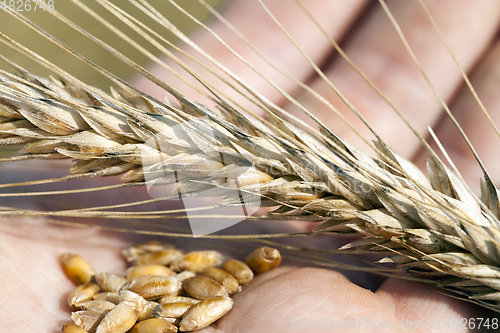 Image of ears of cereal in hand