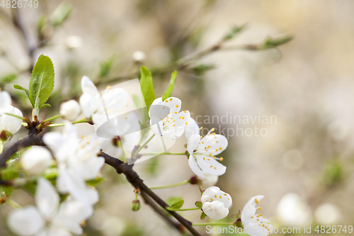 Image of cherry blossoms, close-up