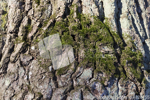 Image of Tree bark, close-up