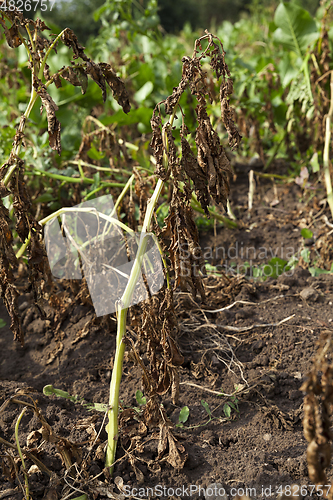 Image of green and orange potato tops