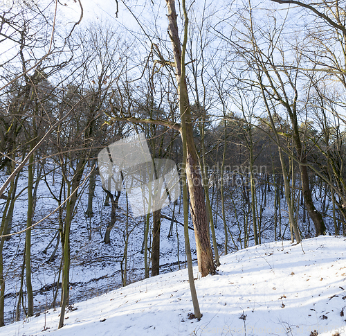 Image of Deciduous trees in winter