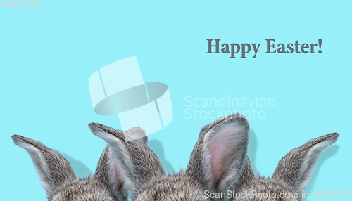 Image of Adorable Easter bunny isolated on blue studio background, flyer, greeting card