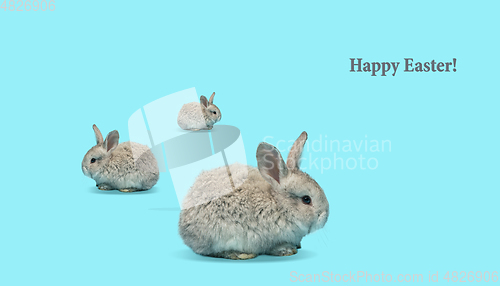 Image of Adorable Easter bunny isolated on blue studio background, flyer, greeting card