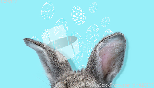 Image of Adorable Easter bunny isolated on blue studio background, flyer, greeting card