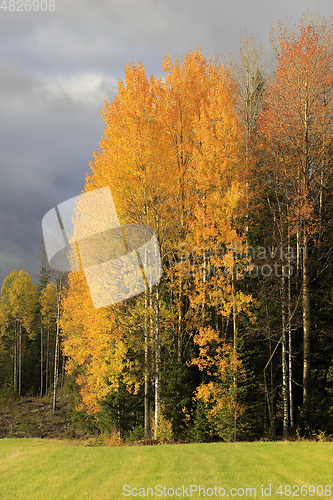 Image of Colourful Aspen Trees in Autumn