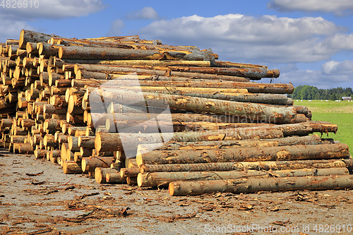 Image of Stacked Logs at the Sawmill