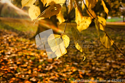 Image of Yellow Linden Tree Leaves in Morning Sunlight