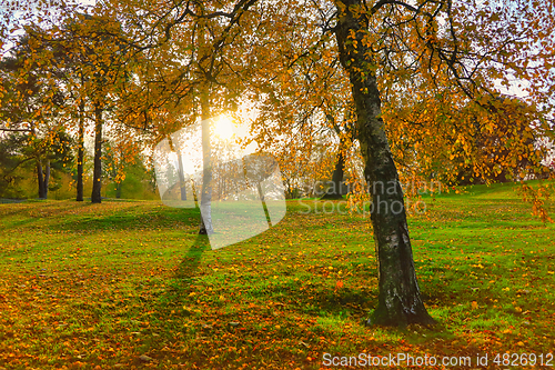 Image of Colourful Birch Trees in Autumn